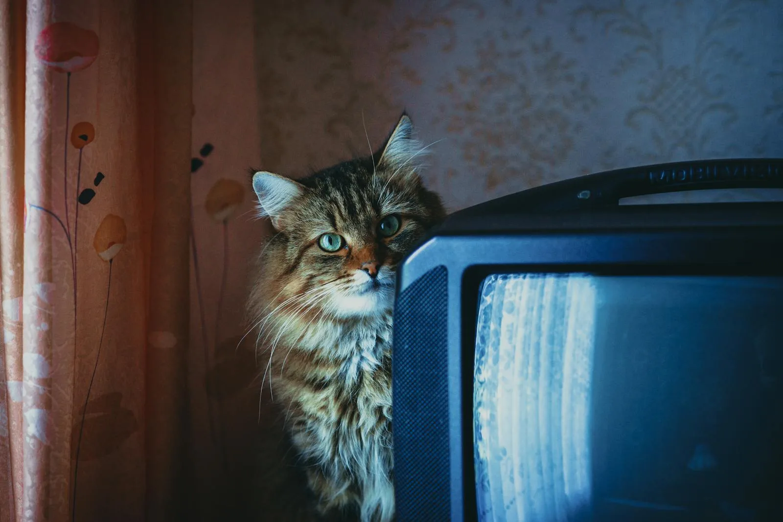 Gatito detrás del televisor